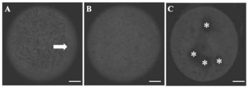 A method for improving the quality and efficiency of in vitro maturation of an oocyte