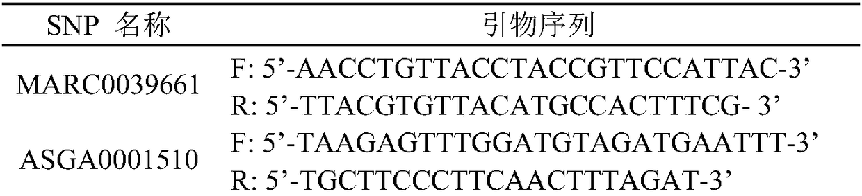 Method for identifying Jinhua pig and landrace pig on basis of SNP (single nucleotide polymorphism) sites