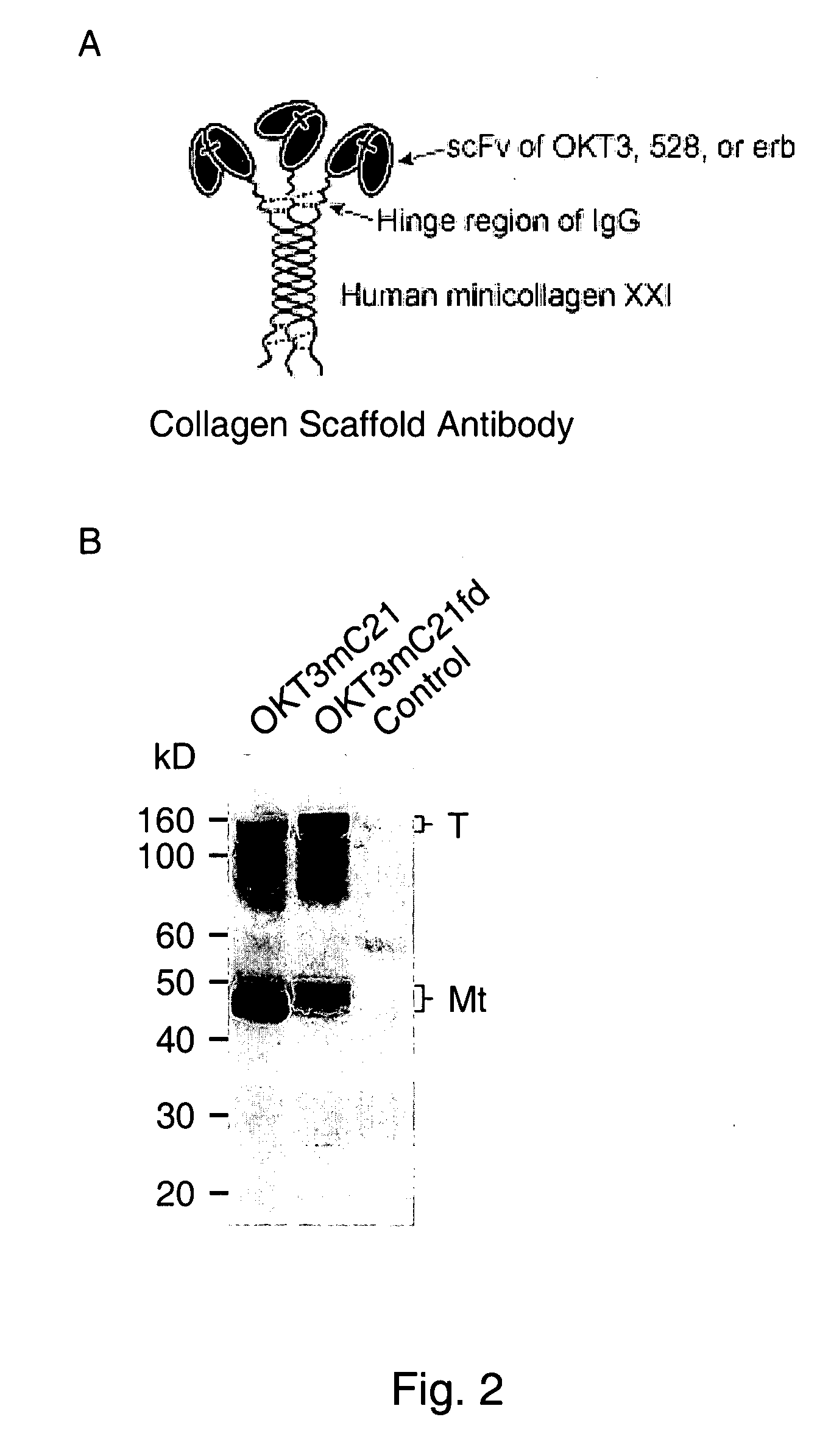 Trimeric collagen scaffold antibodies