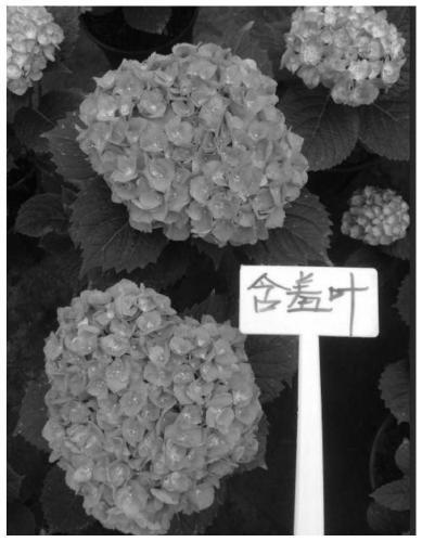 Cultivation method for regulating and controlling hydrangea flowering period