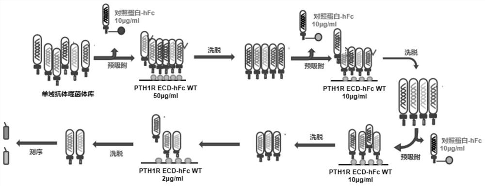 Anti-human PTH1R extracellular region blocking type single-domain antibody and application thereof