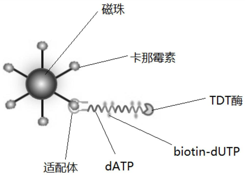 Method for rapidly detecting antibiotics based on colorimetric aptamer sensor