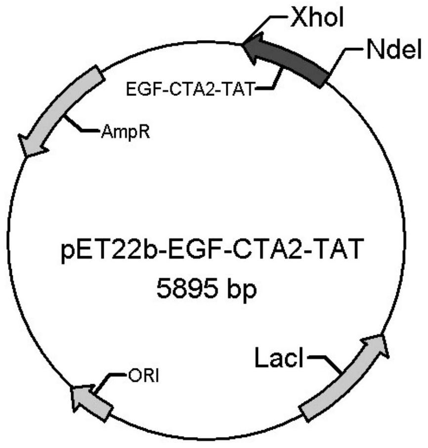 A kind of egf-like protein and its construction method, chimeric protein and its preparation method and application