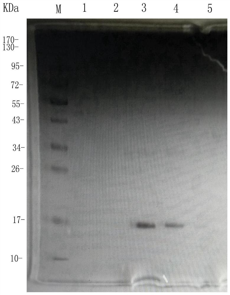 A kind of egf-like protein and its construction method, chimeric protein and its preparation method and application