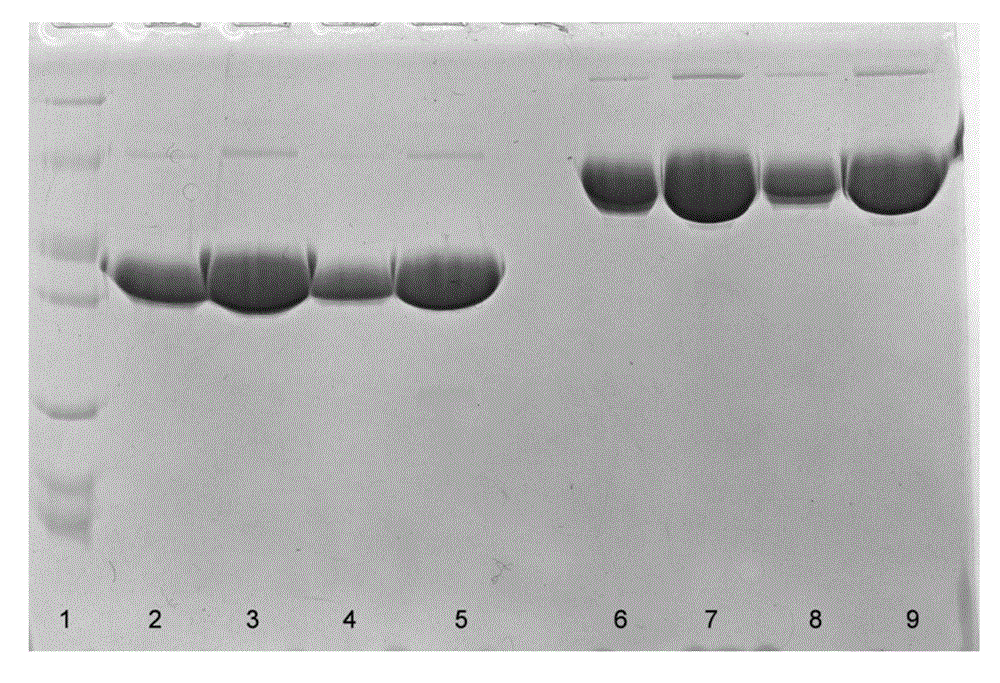 Long-acting recombinant human brain natriuretic peptide fusion protein and preparation method and thereof and application