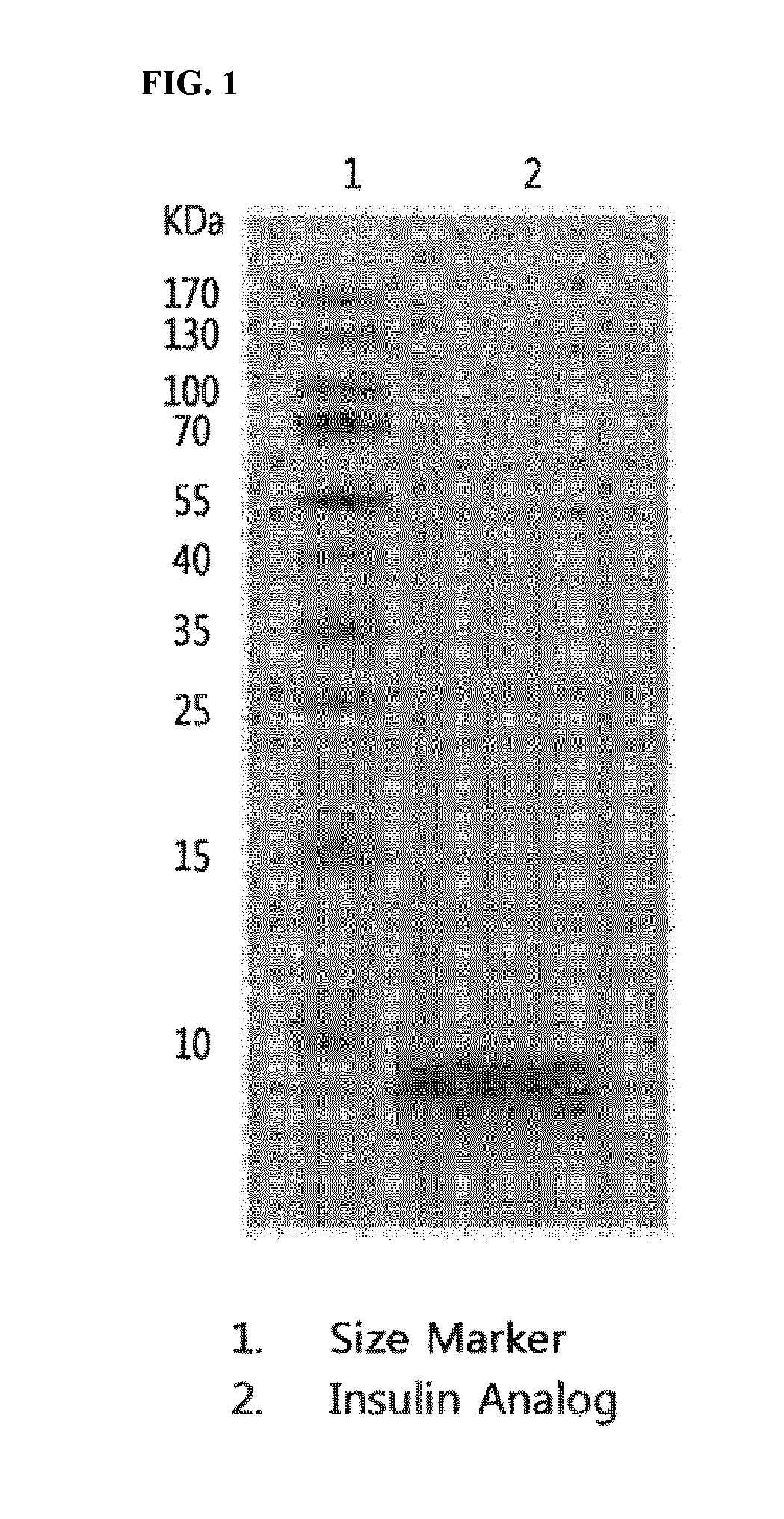 Insulin analogs and use thereof