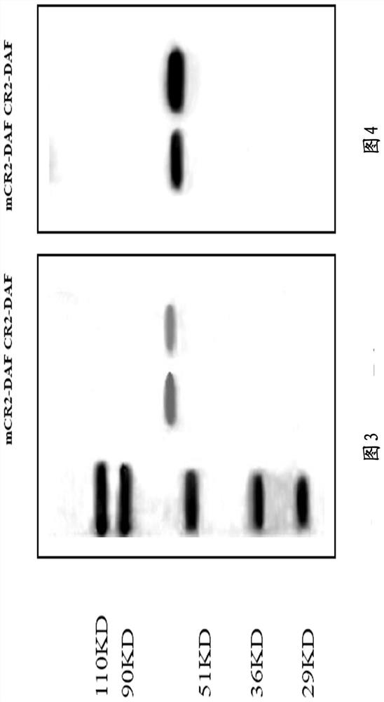 Human target complement inhibitor protein mcr2-daf and its application