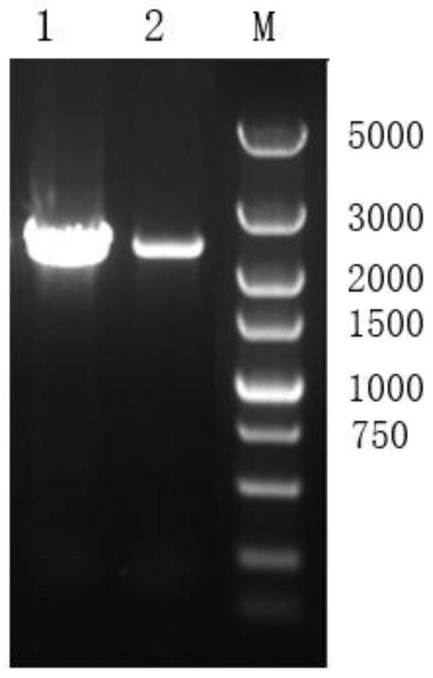 Bacillus thuringiensis insecticidal gene cry79aa1, expressed protein and its application