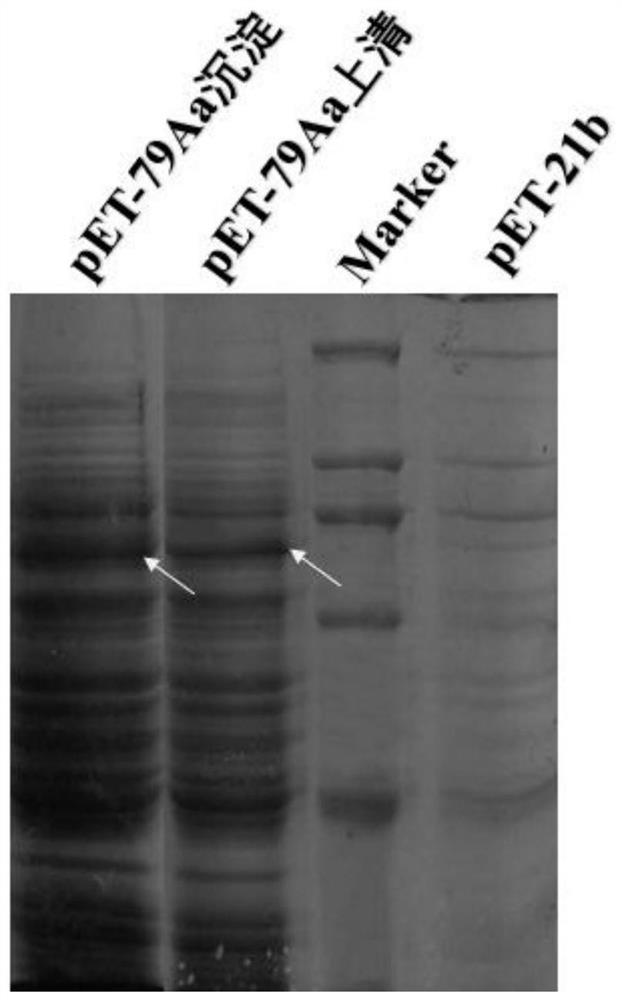Bacillus thuringiensis insecticidal gene cry79aa1, expressed protein and its application