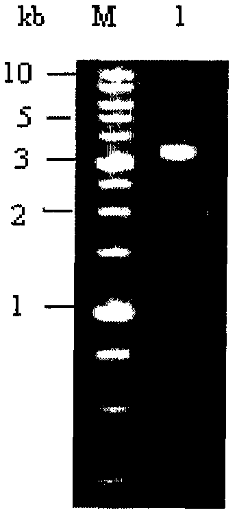 Bt protein Cry4Cb2, encoding gene of same and use thereof
