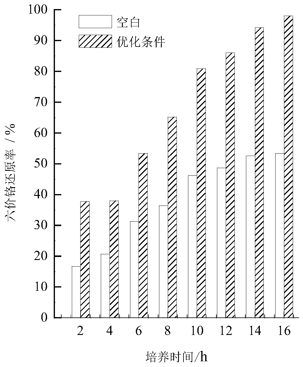 Method for purifying chromium in water by utilizing interaction between bacillus cereus and leersia hexandra Swartz