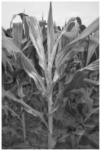 Method for identifying corn bacterial stripe disease caused by Pantoea ananatis