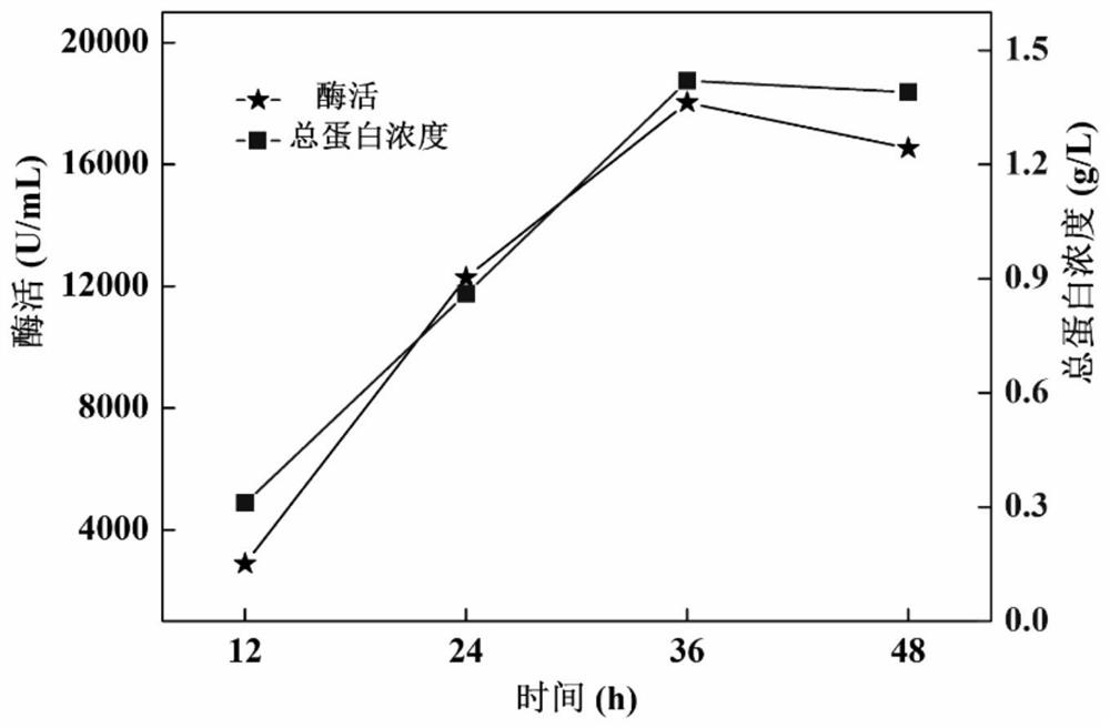 Alkaline protease gene, alkaline protease as well as preparation method and application of alkaline protease