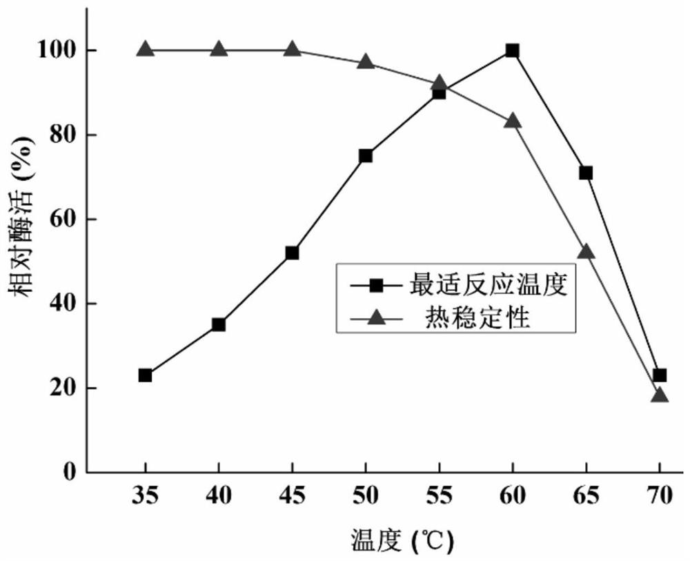 Alkaline protease gene, alkaline protease as well as preparation method and application of alkaline protease