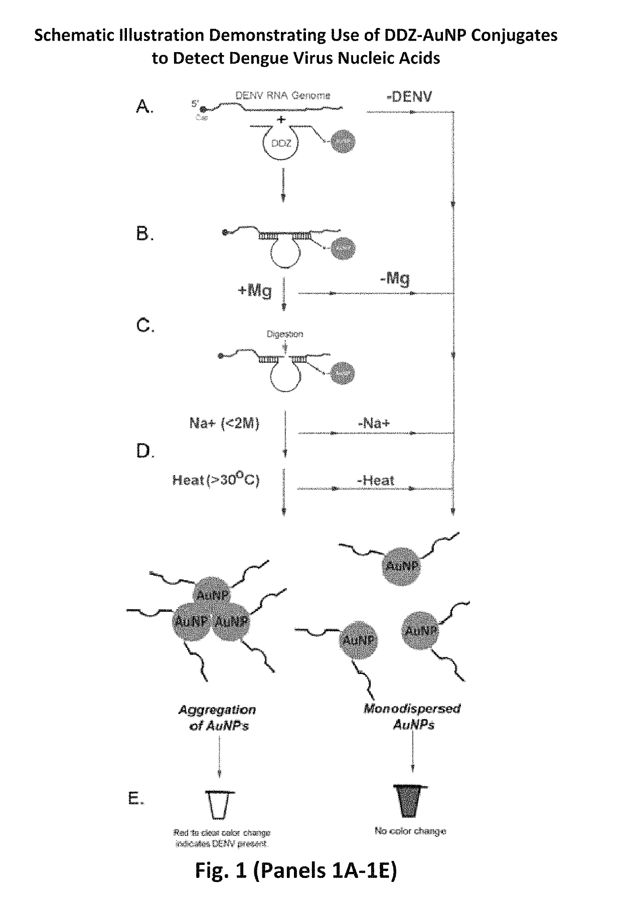 DNAzyme-nanoparticle conjugates and methods of use thereof