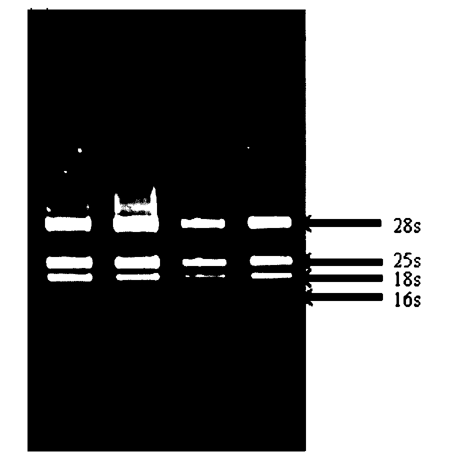Method for rapidly and efficiently extracting total RNA of rice tissue