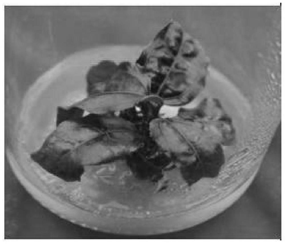 Cultivation method for inducing passiflora edulis tetraploid