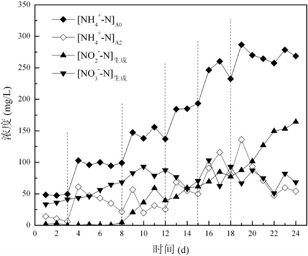 Method for screening and enrichment culture of nitrifying bacterium floras with alternation of intermittent ammonia nitrogen flow and intermittent operation