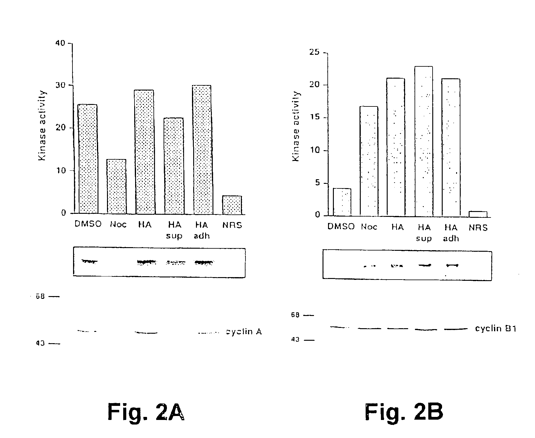 Methods for treating cell proliferative disorders and viral infections