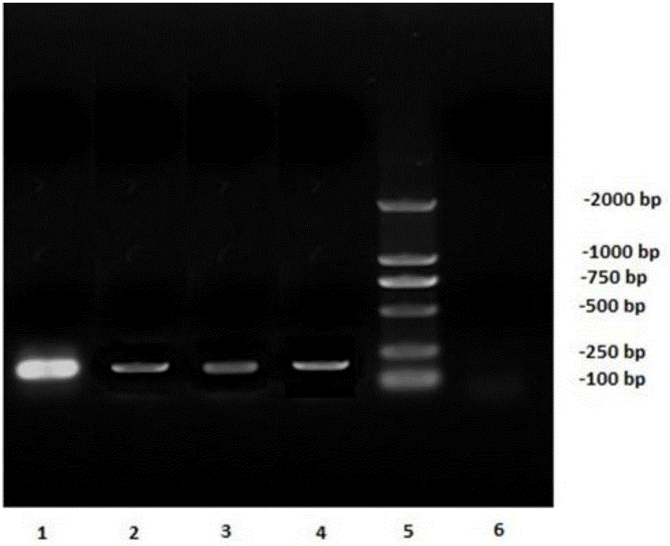 Efficient plasma cell dissociation DNA extraction method based on paramagnetic particle method