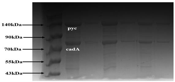 Escherichia coli pentamethylene diamine response promoter and application