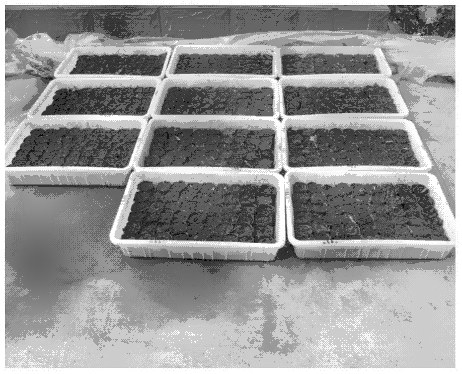 A method for improving seedling emergence and seedling growth of Eleuthero jujube seeds in inland saline-alkali land
