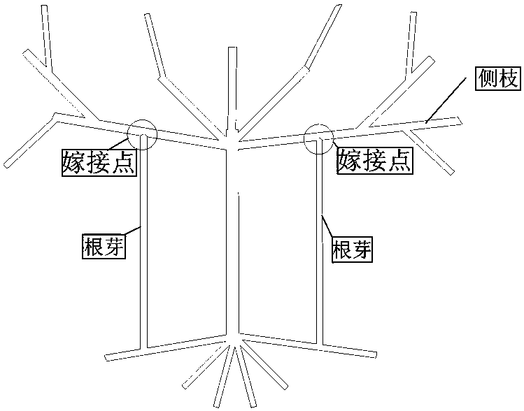 A method for cultivating eggplant trees using root bud induction grafting technique