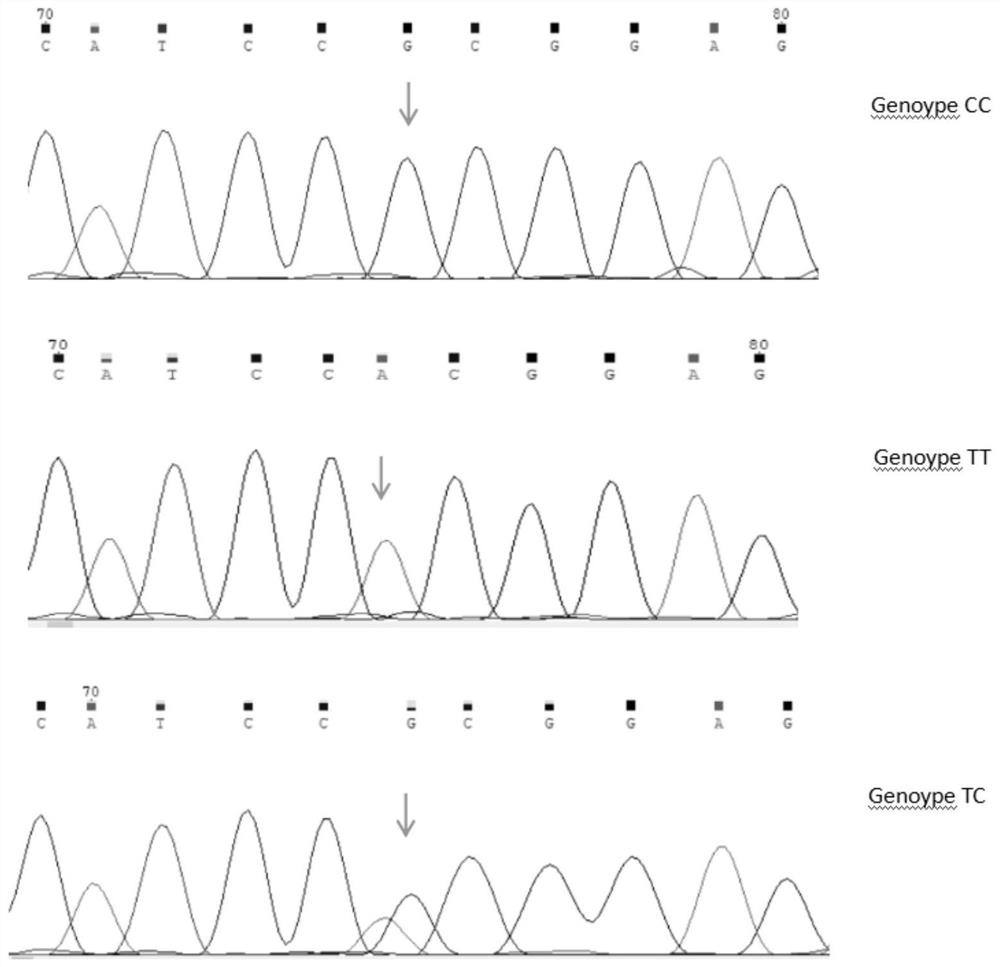 A method and application of plag1 gene snp marker-assisted rapid detection of growth traits of cattle