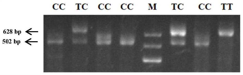 A method and application of plag1 gene snp marker-assisted rapid detection of growth traits of cattle