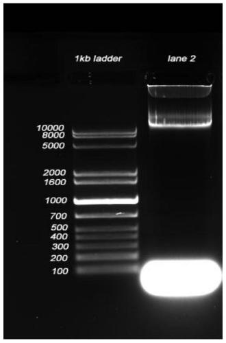 bac clone dna extraction method