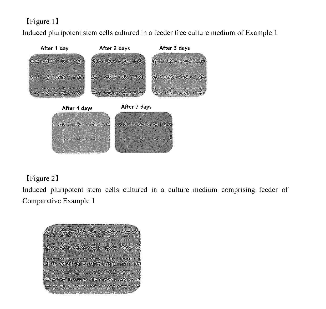 Method and system for culturing corneal stem cell-like cell line by inducing differentiation of induced pluripotent stem cell using protein ligand