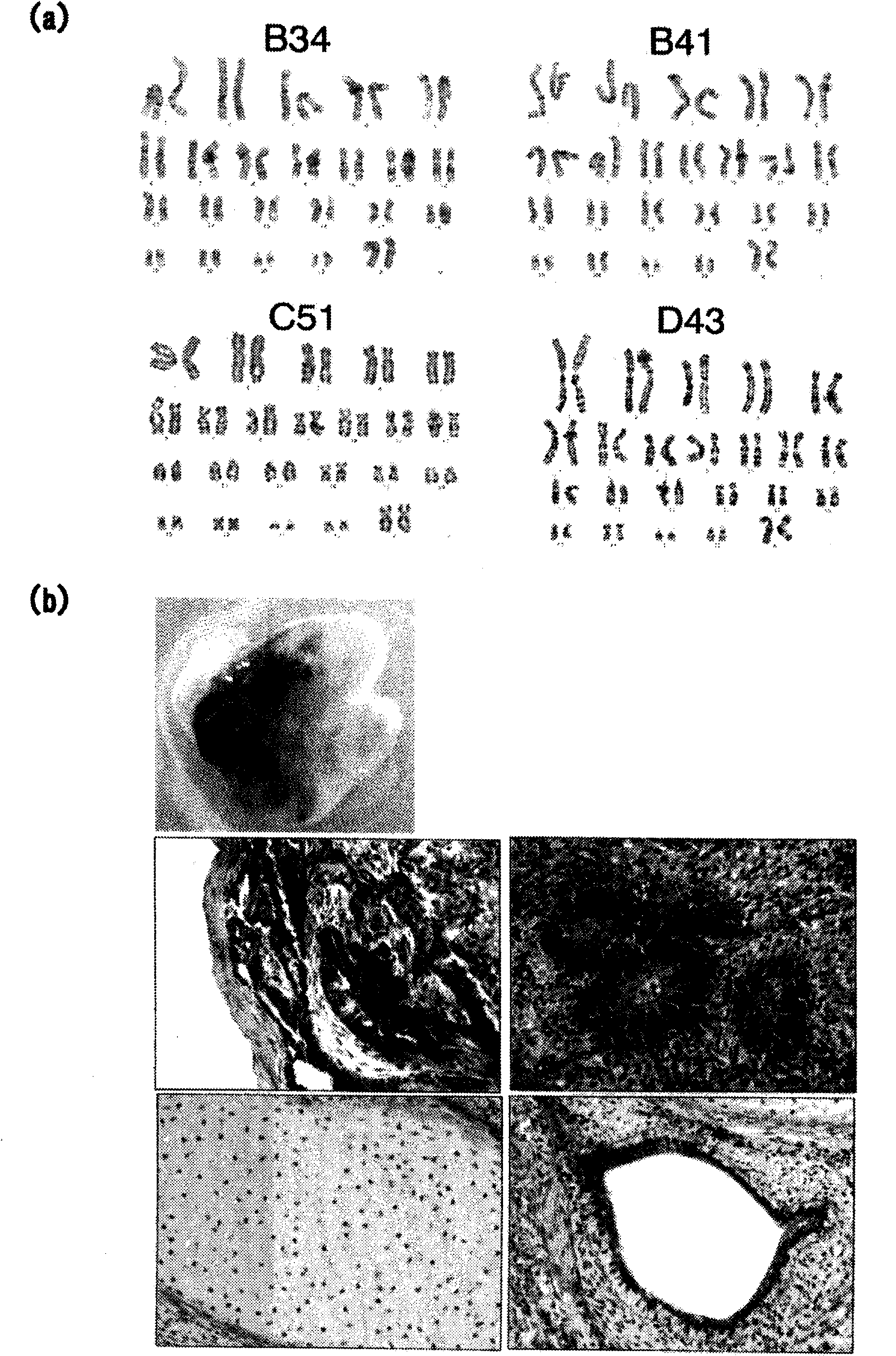 Ips cell having differentiation propensity for corneal epithelium