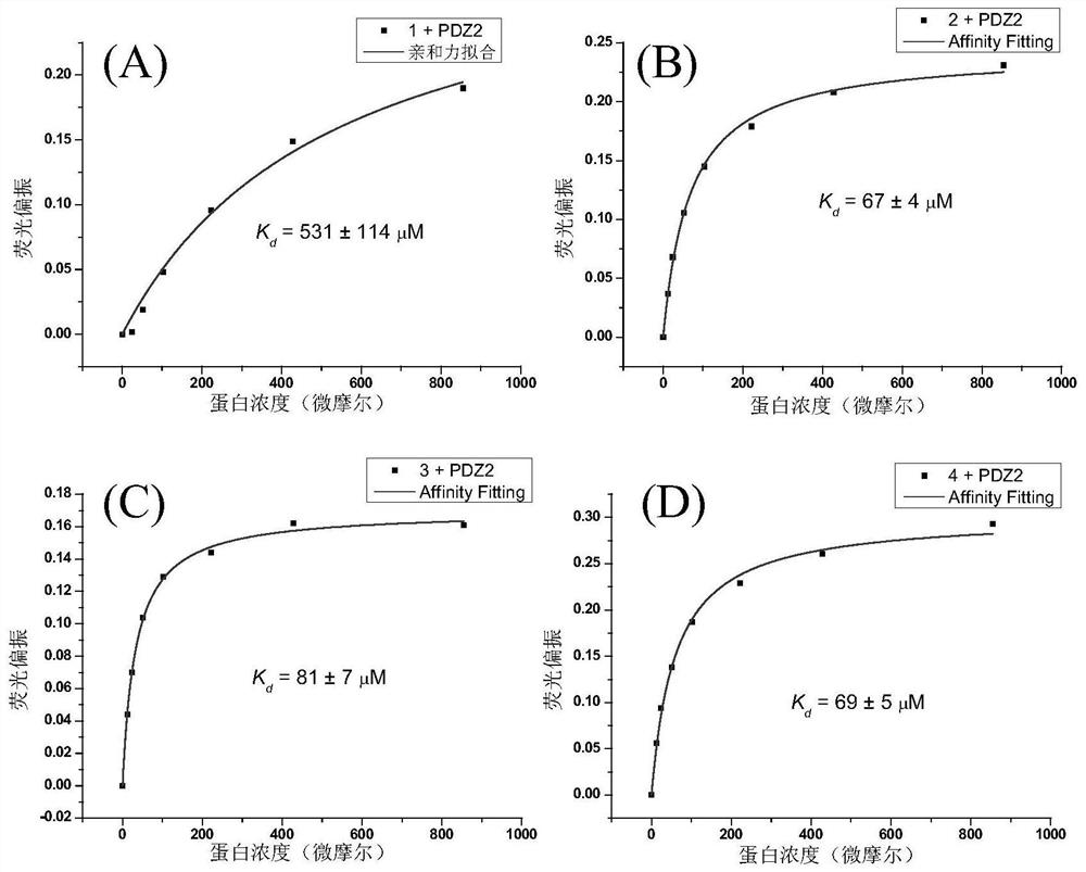 A polypeptide targeting the PDZ domain of syntenin protein and its dimer