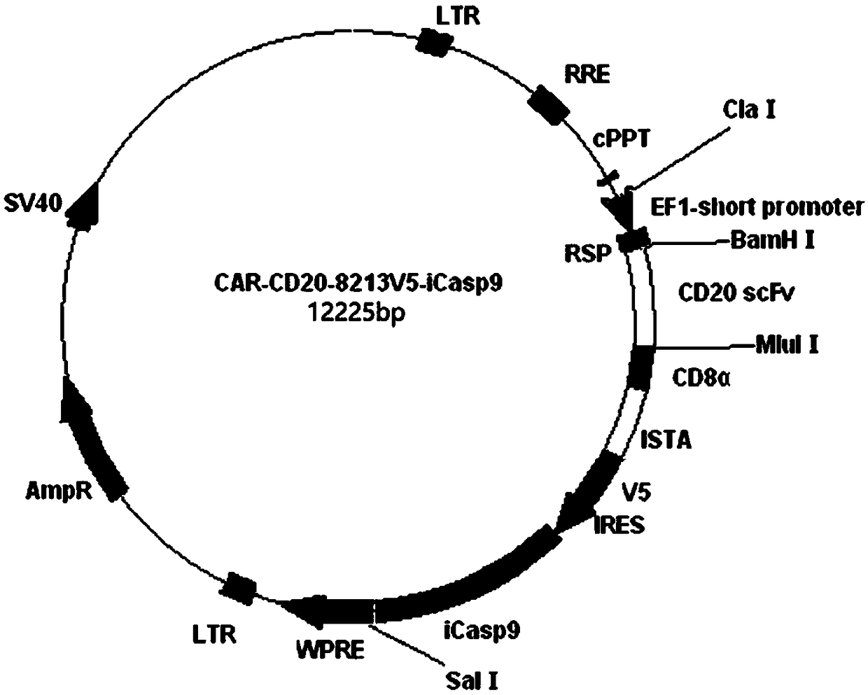 CD20 chimeric antigen receptor T lymphocyte with apoptosis-inducing capability and carrying detecting tag and application of CD20 chimeric antigen receptor T lymphocyte