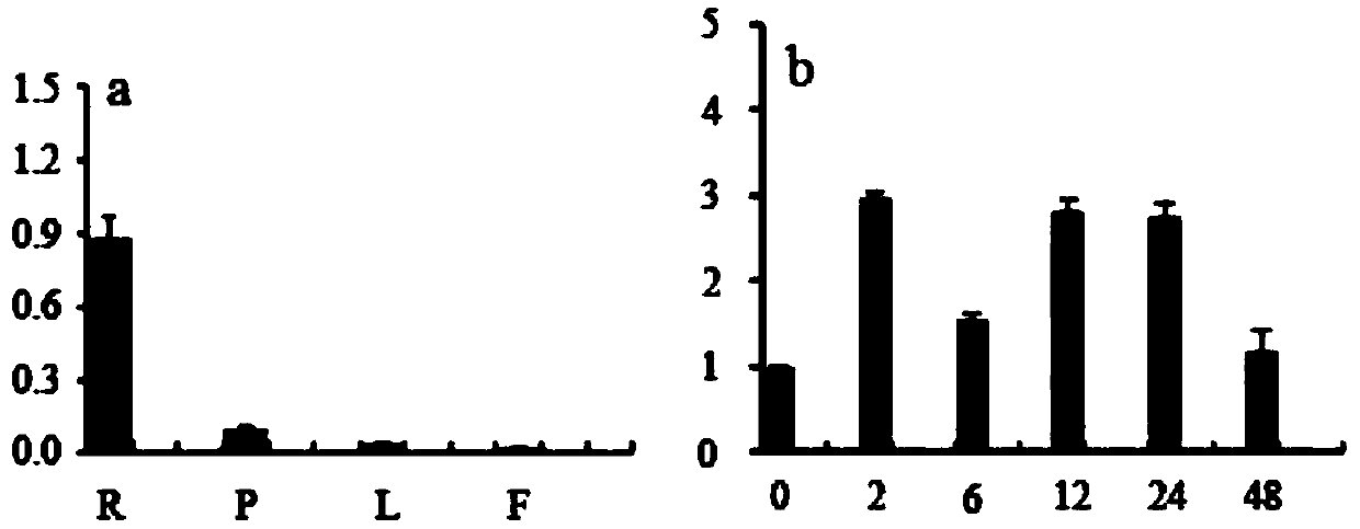 CgWRKY57 gene of cymbidium goeringii, and application of gene