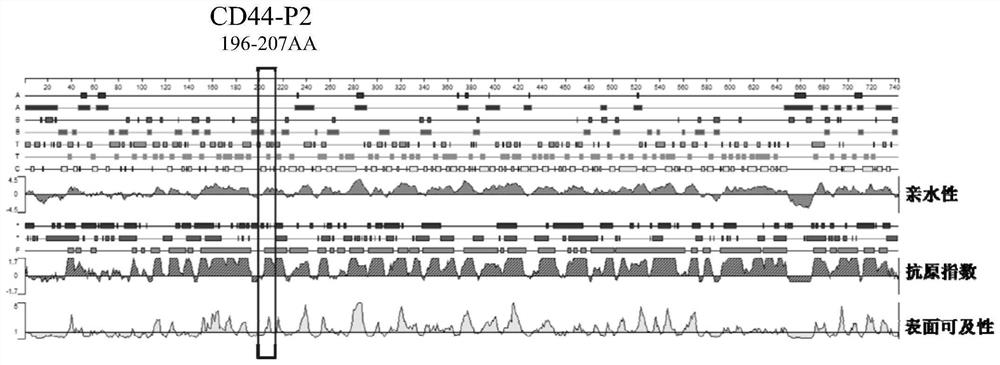 Antigen epitope polypeptide cd44-p2 based on prostate cancer stem cell marker cd44 and its application