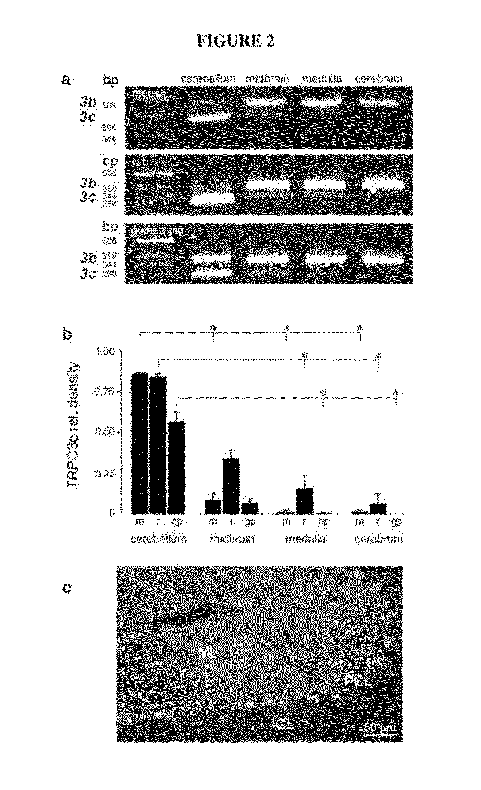 Methods for inhibiting neuron apoptosis and necrosis
