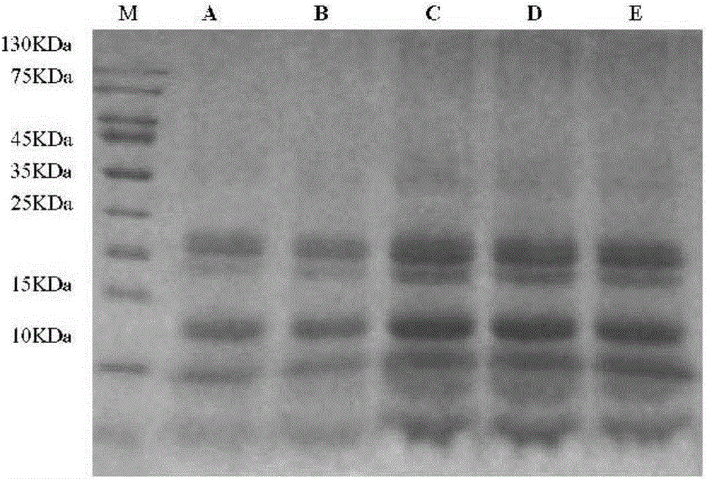 Rapeseed dreg microbial fermentation feed and preparation method and application thereof