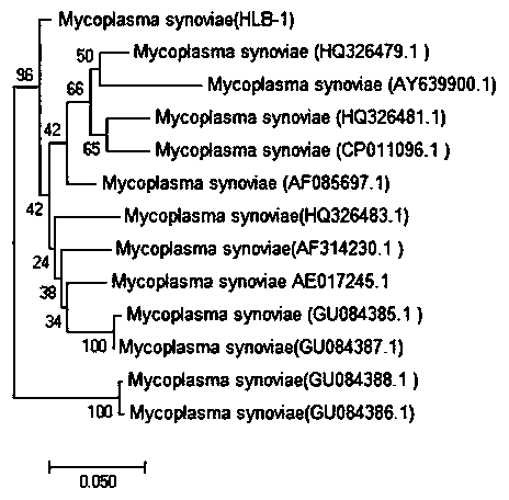 Preparation method of attenuated vaccine of mycoplasma synoviae