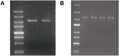 Rice als mutant protein for making plants resistant to herbicides and application thereof