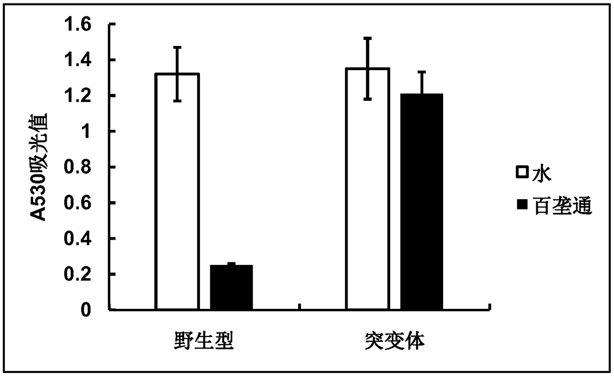 Rice als mutant protein for making plants resistant to herbicides and application thereof