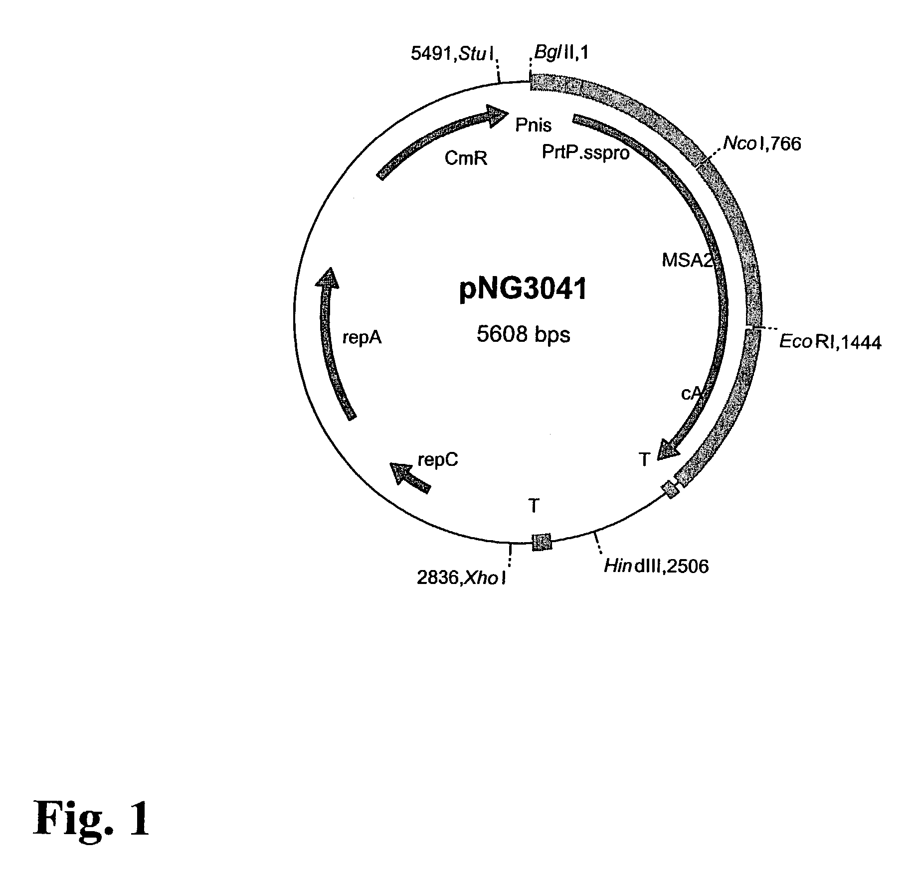 Method to provide bacterial ghosts provided with antigens