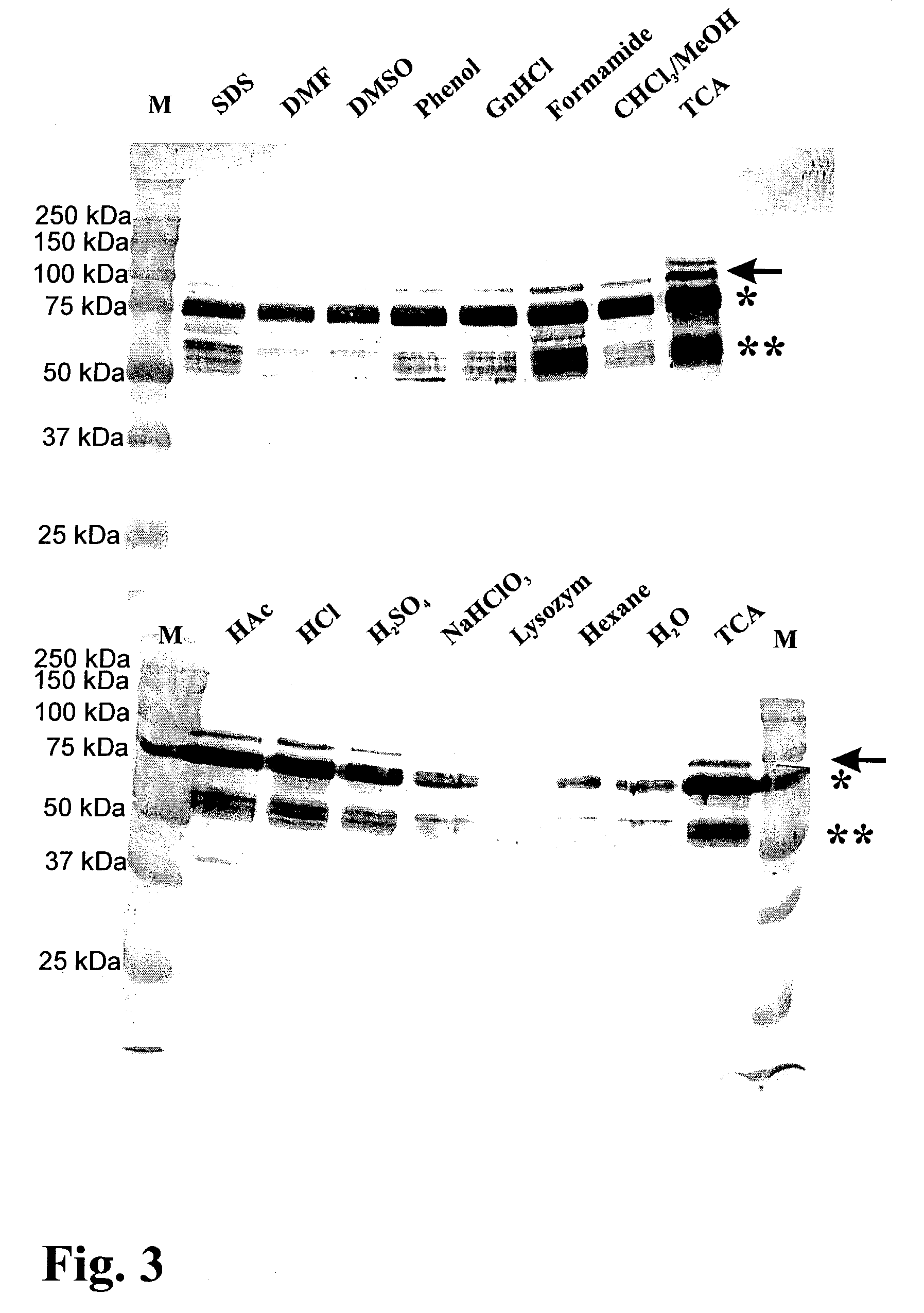 Method to provide bacterial ghosts provided with antigens