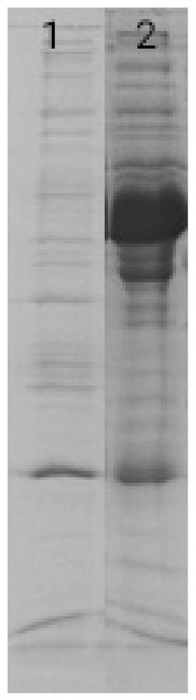 Method for increasing mass spectrum identification number of protein and/or peptide fragment group by using polystyrene material