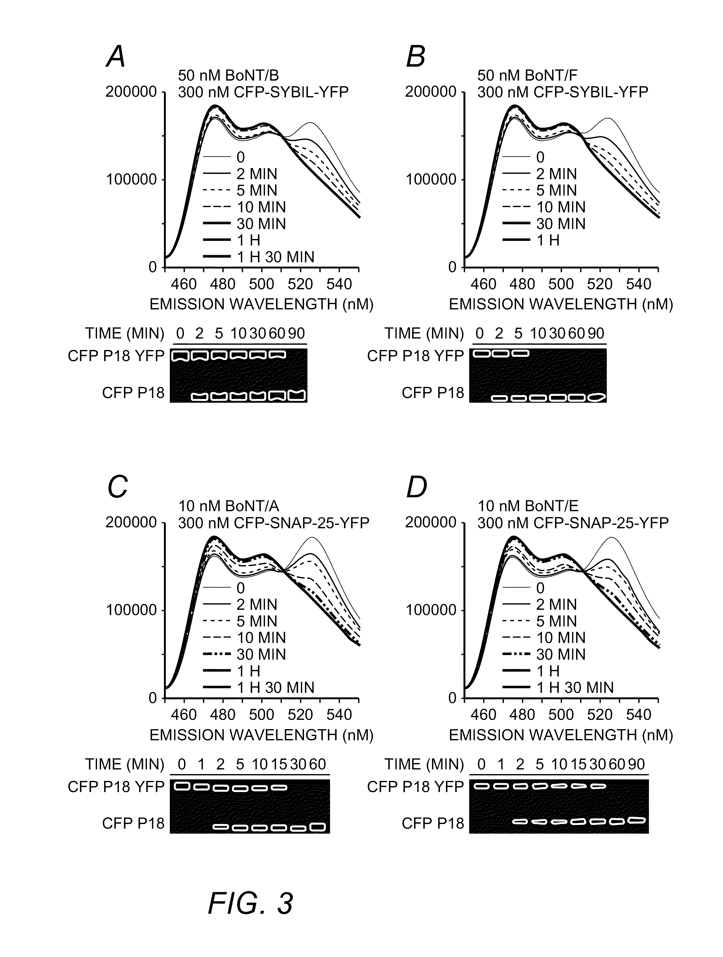 Resonance energy transfer assay with cleavage sequence and spacer