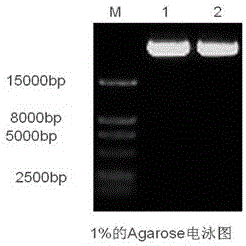 Primer group for detecting ENG gene mutation, purpose of primer group and kit containing primer group