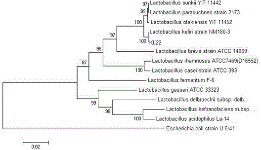 Lactobacillus kefiri KL22 as well as screening method and application thereof