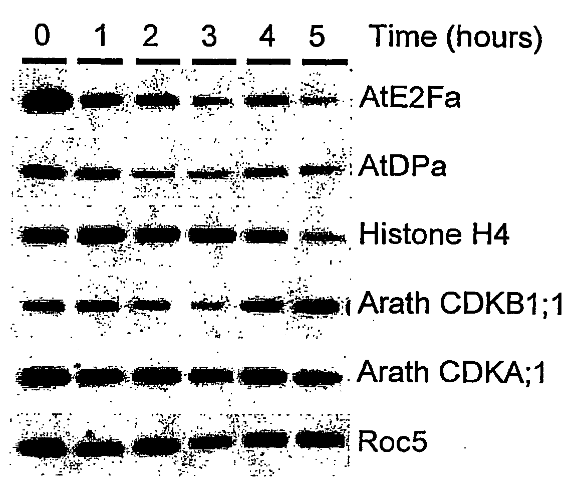 Nucleic Acid Molecules Encoding Plant Cell Cycle Proteins and Uses Therefor