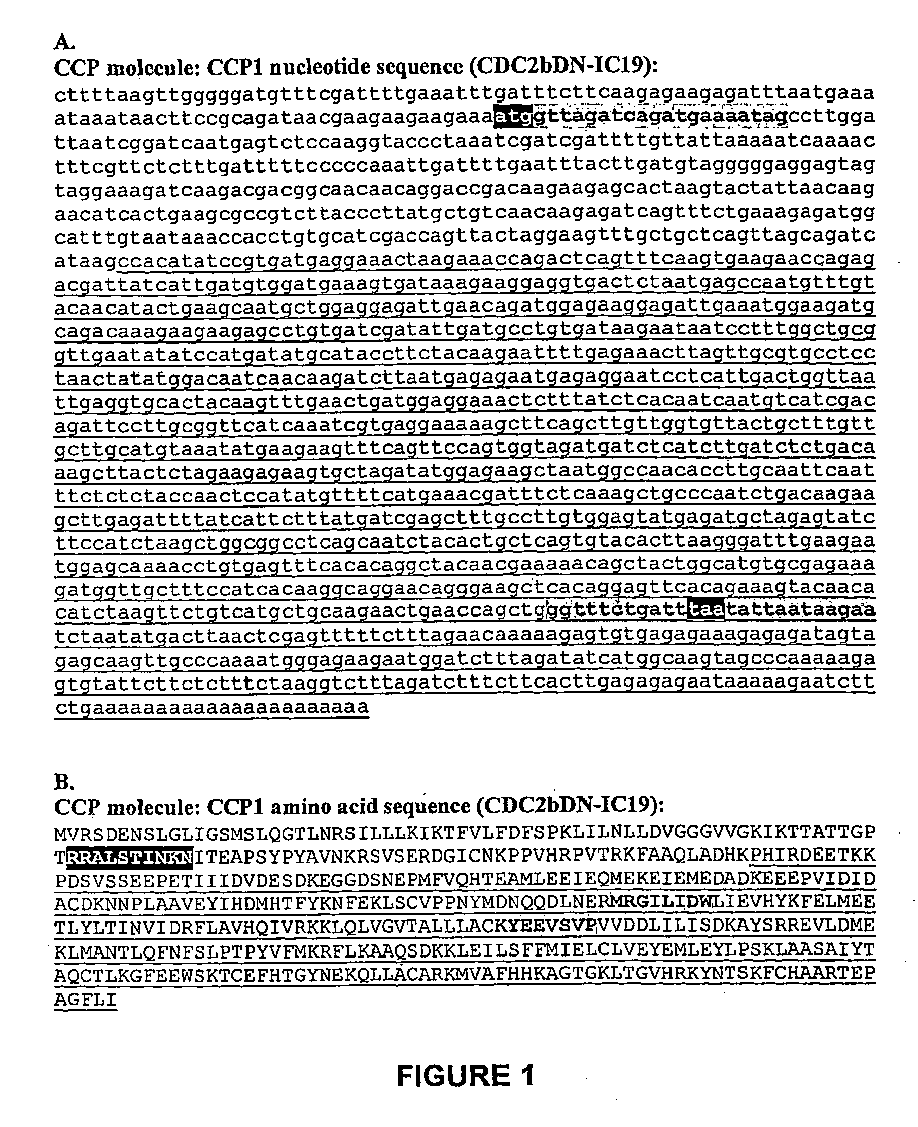 Nucleic Acid Molecules Encoding Plant Cell Cycle Proteins and Uses Therefor