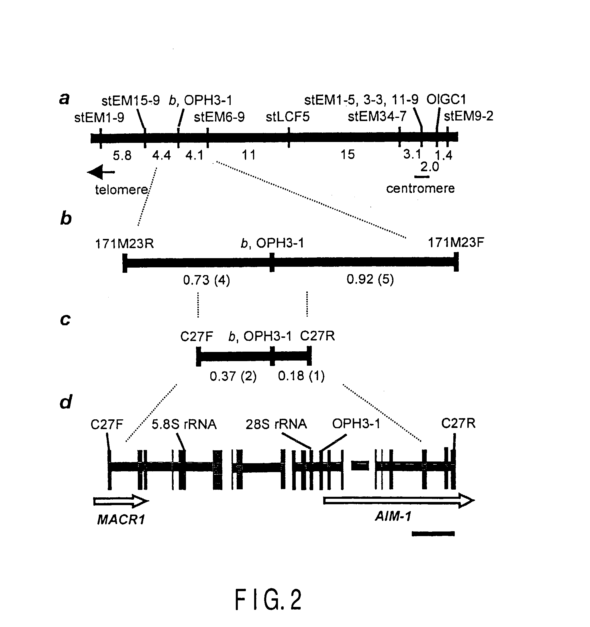 Gene encoding b protein